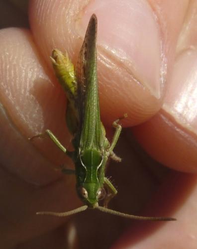 Chorthippus sp.